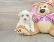 8 week old Maltipoo Puppy For Sale - Florida Fur Babies