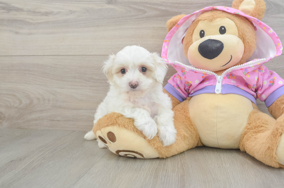 6 week old Maltipoo Puppy For Sale - Florida Fur Babies