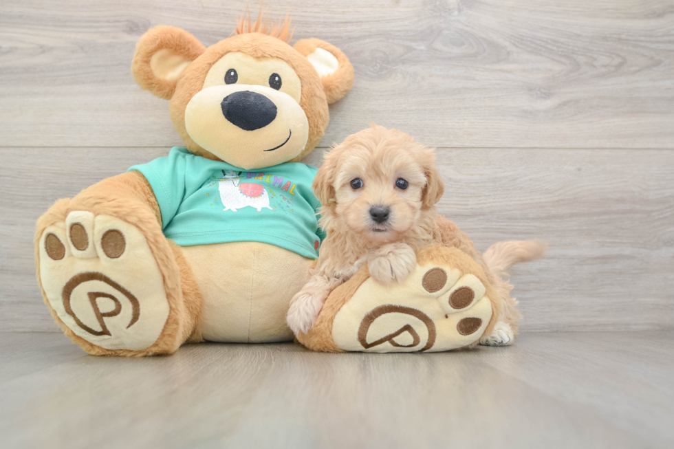 Energetic Malt Oodle Poodle Mix Puppy