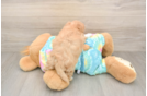 Happy Maltipoo Baby
