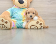 7 week old Maltipoo Puppy For Sale - Florida Fur Babies