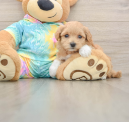 6 week old Maltipoo Puppy For Sale - Florida Fur Babies