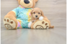Maltipoo Puppy for Adoption