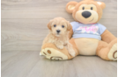 Maltipoo Puppy for Adoption