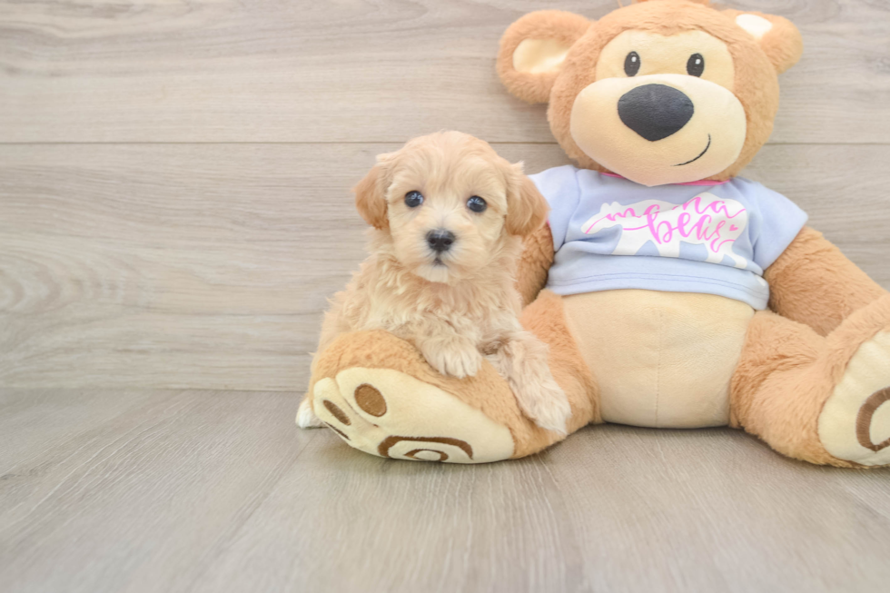 Maltipoo Puppy for Adoption