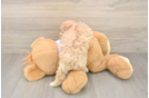 Hypoallergenic Maltepoo Poodle Mix Puppy