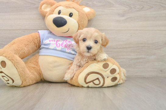 Energetic Multipoo Poodle Mix Puppy