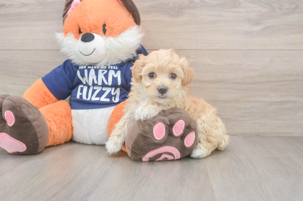 6 week old Maltipoo Puppy For Sale - Florida Fur Babies