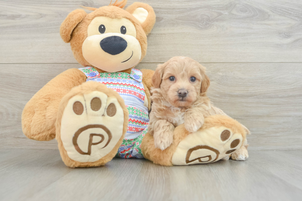 Maltipoo Pup Being Cute