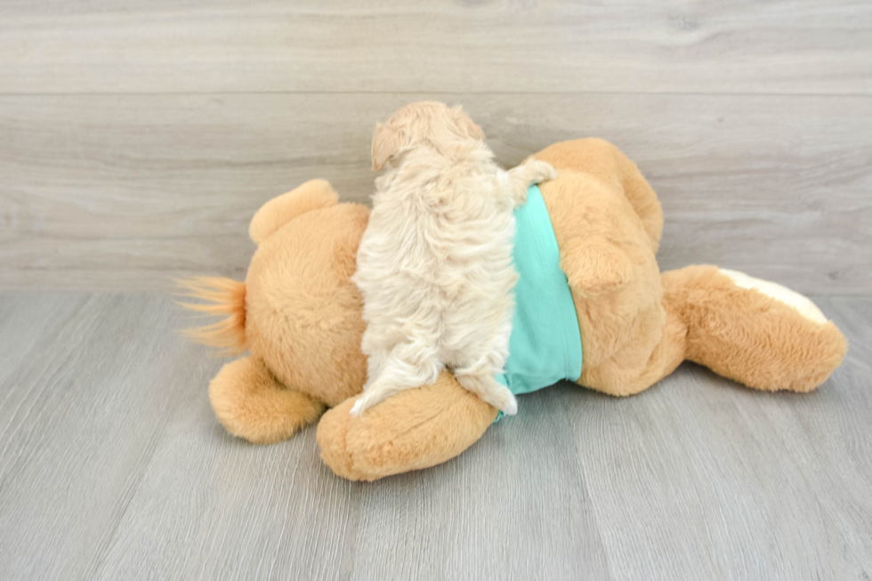 Maltipoo Puppy for Adoption