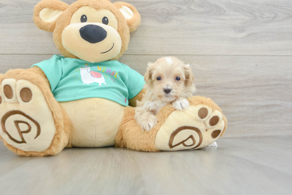 Petite Maltipoo Poodle Mix Pup