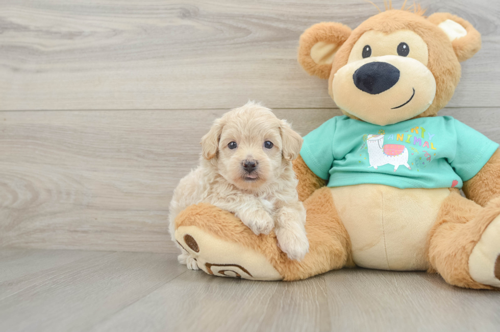 6 week old Maltipoo Puppy For Sale - Florida Fur Babies