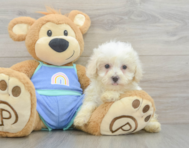8 week old Maltipoo Puppy For Sale - Florida Fur Babies