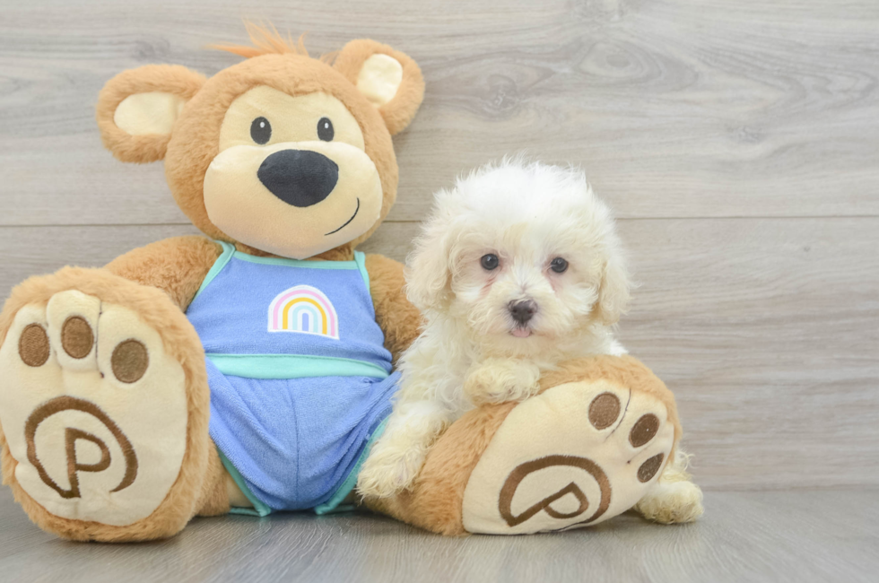 7 week old Maltipoo Puppy For Sale - Florida Fur Babies