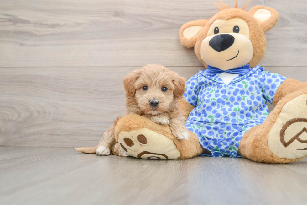 Maltipoo Puppy for Adoption
