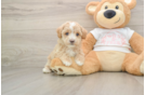 Fluffy Maltipoo Poodle Mix Pup