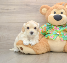 7 week old Maltipoo Puppy For Sale - Florida Fur Babies
