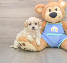 5 week old Maltipoo Puppy For Sale - Florida Fur Babies