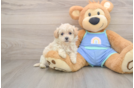 Fluffy Maltipoo Poodle Mix Pup