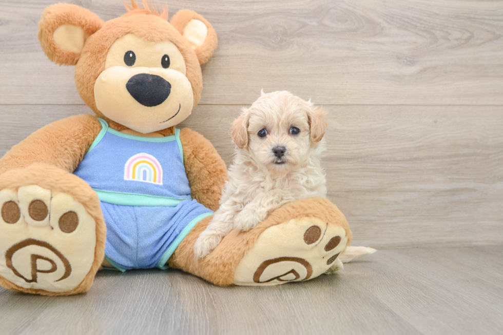 Maltipoo Puppy for Adoption