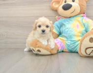 7 week old Maltipoo Puppy For Sale - Florida Fur Babies