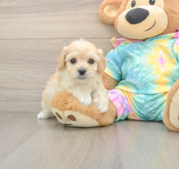 6 week old Maltipoo Puppy For Sale - Florida Fur Babies