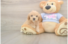 Maltipoo Pup Being Cute