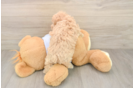 Popular Maltipoo Poodle Mix Pup