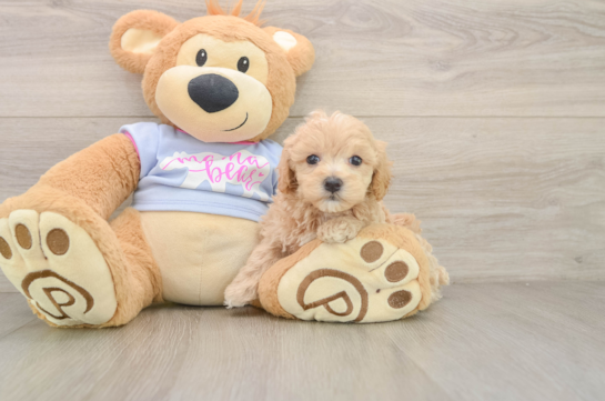 Maltipoo Puppy for Adoption