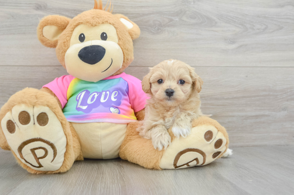 6 week old Maltipoo Puppy For Sale - Florida Fur Babies