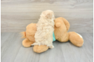 Cute Maltipoo Baby