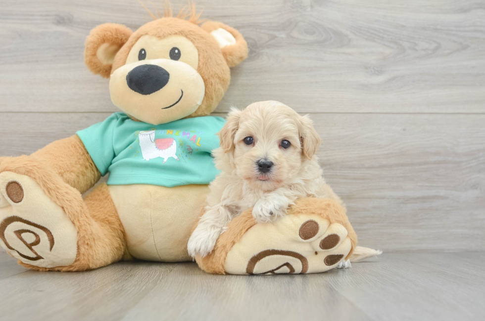 6 week old Maltipoo Puppy For Sale - Florida Fur Babies