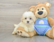 8 week old Maltipoo Puppy For Sale - Florida Fur Babies
