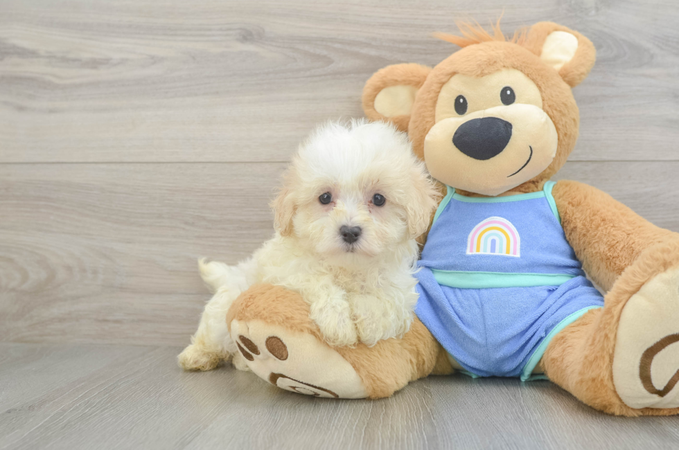 7 week old Maltipoo Puppy For Sale - Florida Fur Babies