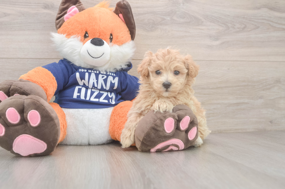 6 week old Maltipoo Puppy For Sale - Florida Fur Babies