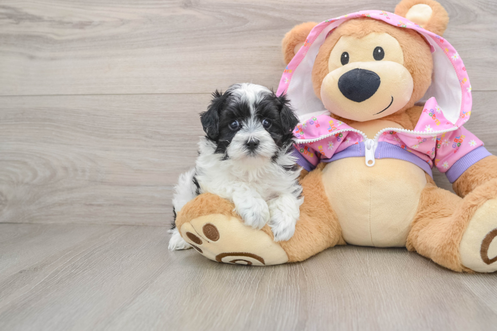 Maltipoo Pup Being Cute