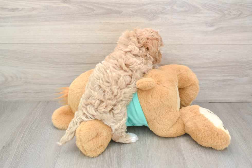 Maltipoo Pup Being Cute