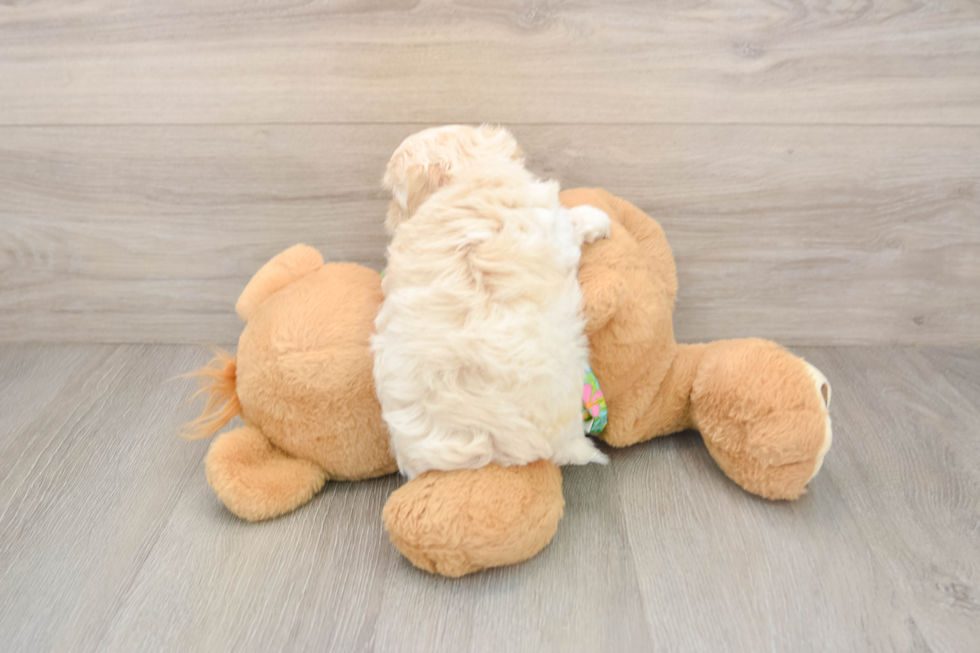Maltipoo Puppy for Adoption