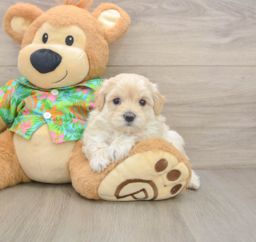 7 week old Maltipoo Puppy For Sale - Florida Fur Babies