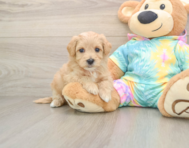 7 week old Maltipoo Puppy For Sale - Florida Fur Babies