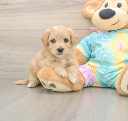 6 week old Maltipoo Puppy For Sale - Florida Fur Babies