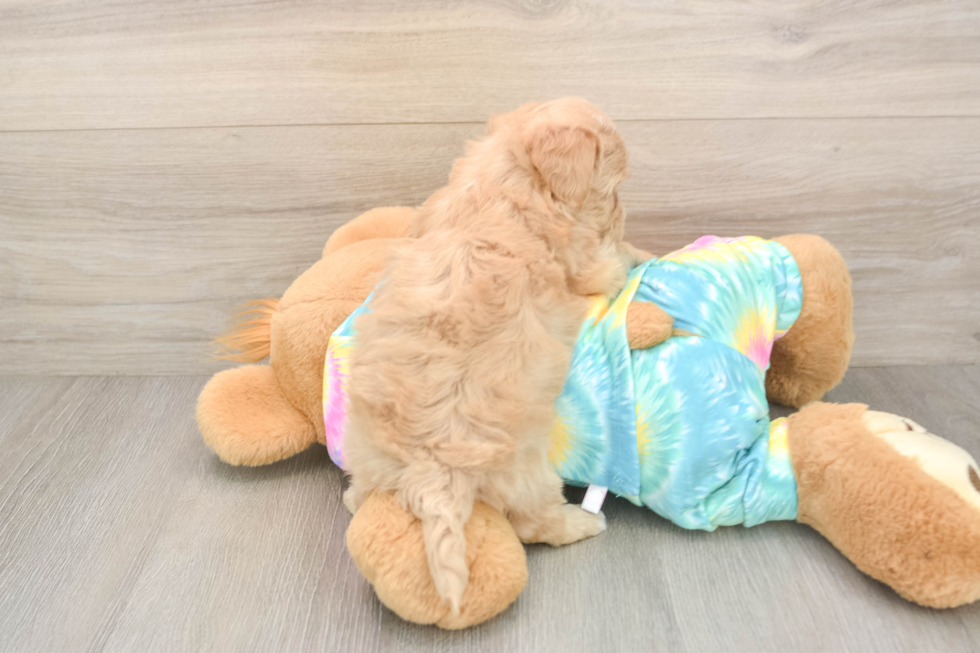 Funny Maltipoo Poodle Mix Pup