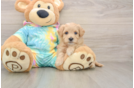 Friendly Maltipoo Baby