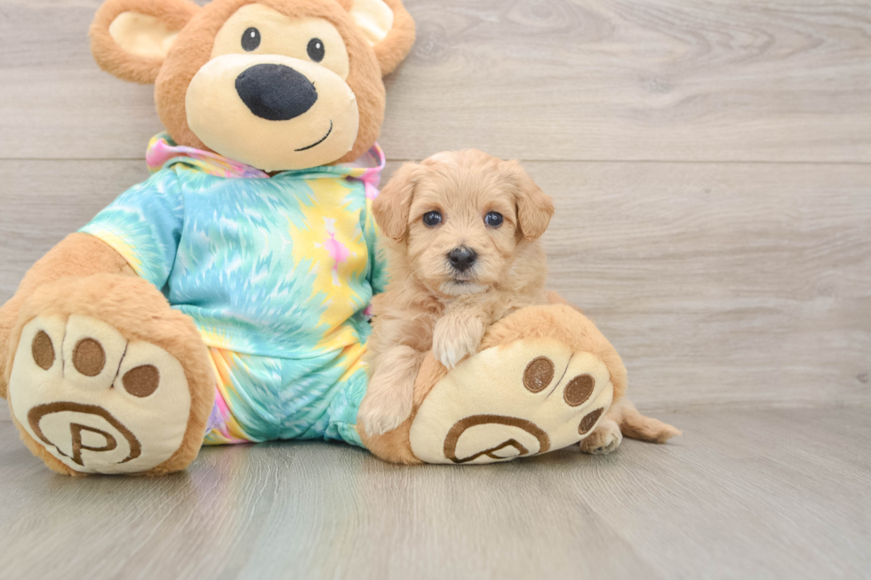Friendly Maltipoo Baby
