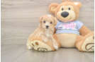 Cute Maltipoo Baby