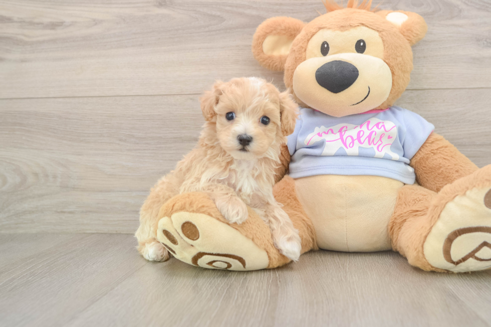 Cute Maltipoo Baby
