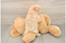 Best Maltipoo Baby