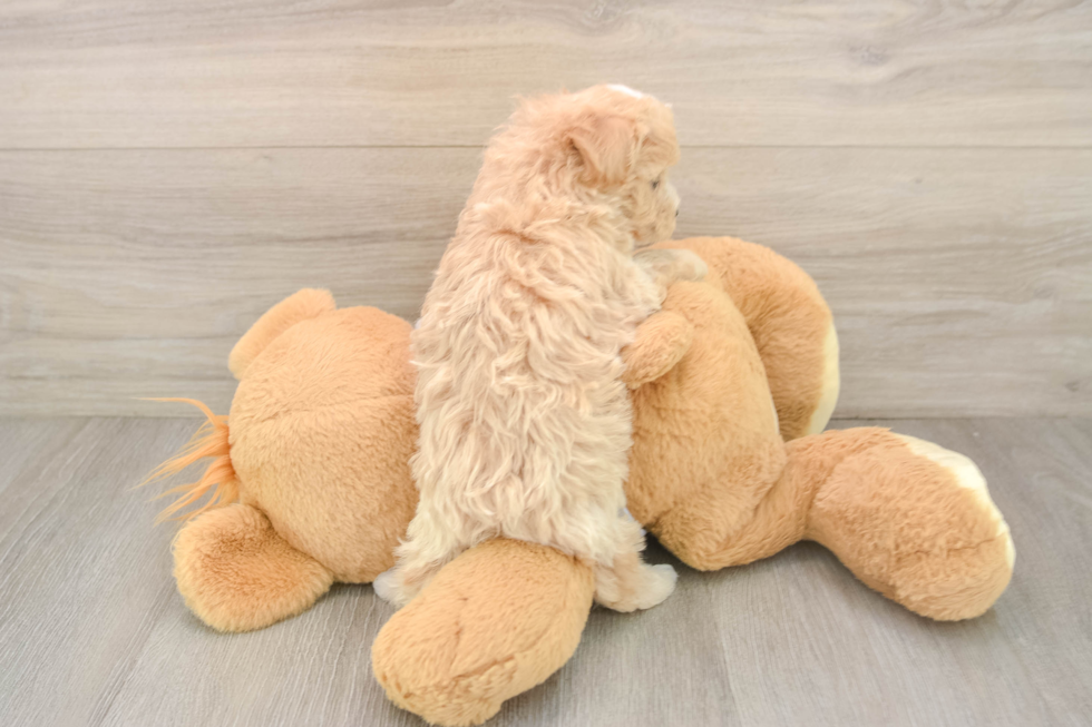 Best Maltipoo Baby