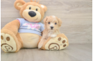Maltipoo Pup Being Cute