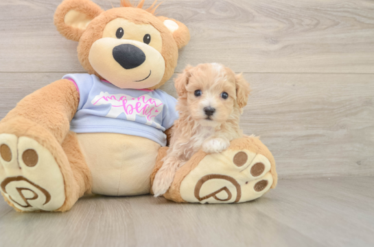 Maltipoo Pup Being Cute